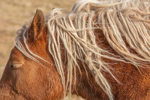 A horse with long, white hair on its head. The hair is twisted and messy, giving the horse a wild