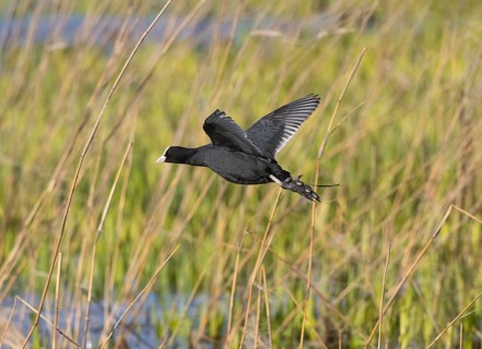 Coot (Fulica atra) adult bird in flight over reed beds, at Loodsmansduin, die Bollekammer, island