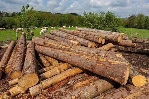 Solingen, North Rhine-Westphalia, Germany - Fresh wood in the timber store of a sawmill, the spruce