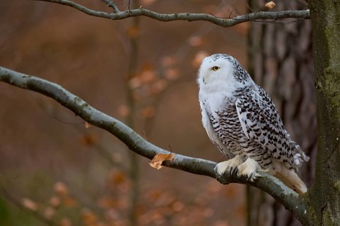Snowy owl on branch (Bubo scandiacus) captive, Czech Republic, Europe