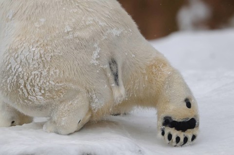 Detailed view of a polar bear pelt and a paw in the snow, polar bear (Ursus maritimus), captive
