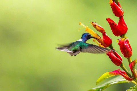 White-naped Hummingbird (Florisuga mellivora), Hummingbird (Trochilidae), Swiftbirds (Apodiformes),