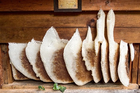 Honeycomb abandoned by colony, honeycomb, wild natural burrow on outside of hive, light-coloured