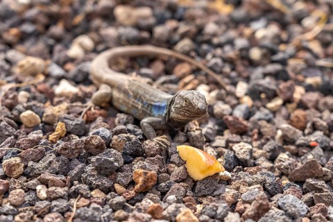Male Canary Island lizard (Gallotia galloti), Tenerife, Canary Islands, Spain, Europe