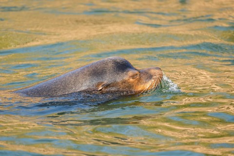 California sea lion (Zalophus californianus), at the shore of the sea, captive, Germany, Europe