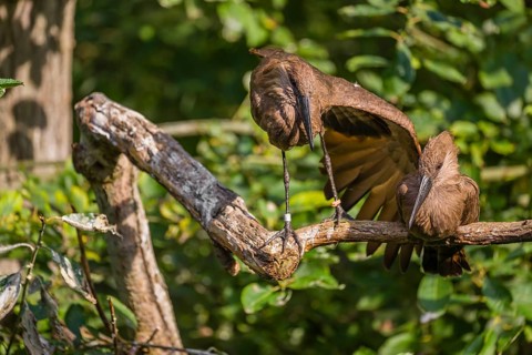 A hamerkop (Scopus umbretta) rests on a branch of a tree, a second one stretches a wing. Green