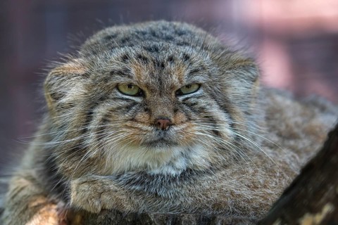 Portrait of a Pallas's cat (Otocolobus manul) or Manul. Near Threatened species on the IUCN Red