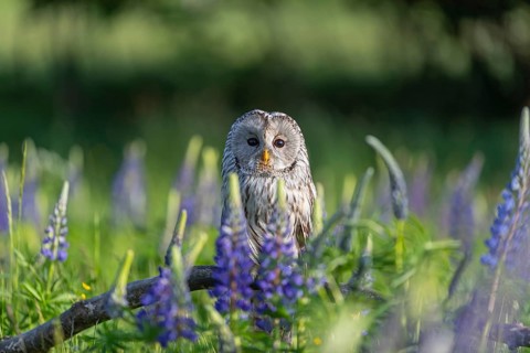 One Ural owl (Strix uralensis) sitting on a branch lying in a field of flowering lupines in late