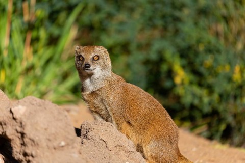 One yellow mongoose, Cynictis penicillata, or red meerkat walking over sandy terrain