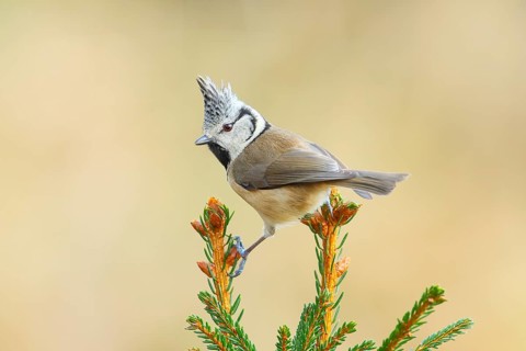Crested Tit (Parus Scalloped ribbonfish) sitting on a spruce top, Wildlife, Animals, Birds,