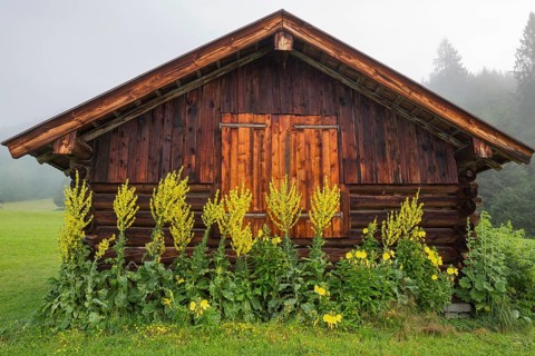 Old barn with some yellow flowers growing in front of it, Mittenwald, Bavaria, Germany, Europe