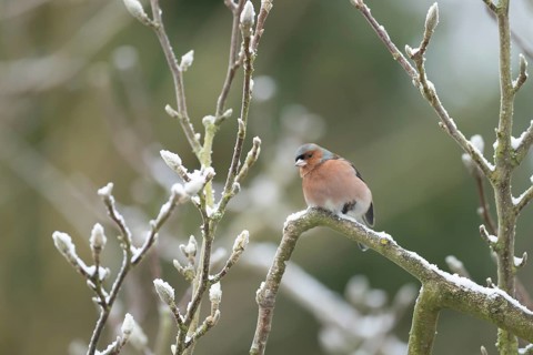 Eurasian chaffinch (Fringilla coelebs) adult male bird on a snow covered garden Magnolia tree in