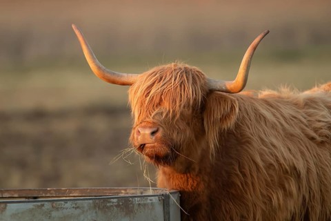 Highland cattle or cow (Bos taurus taurus) adult farm animal eating hay from a trough, England,