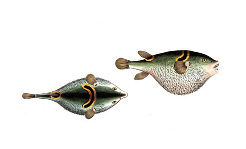 Fish, Fish, Genus from the family of puffer fish, Tetrodon ocellatus, Historical, digitally