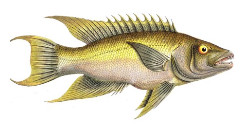 Fish, Fish, Sea bream family, Sparus falcatus, Siechelflosser, Historical, digitally restored