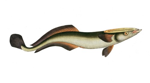Fish, Fish, Echeneis naucrates, Live sharksucker or slender sharksucker, Historic, digitally