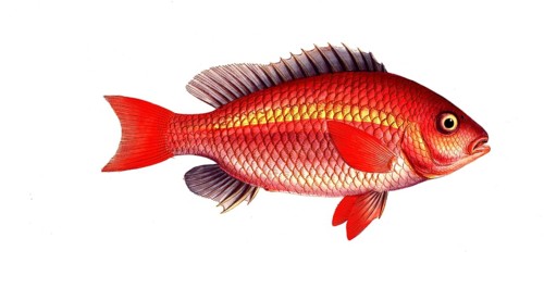 Fish, Fish, Genus of bannerfish, Anthias Vosmeri, Scolopsis vosmeri, White-cheeked false snapper,