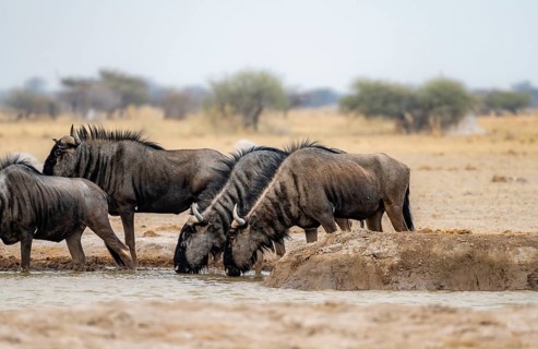 Blue wildebeest (Connochaetes taurinus), four wildebeest drinking at a waterhole, Nxai Pan National