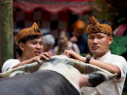 Men with buffalo, funeral ceremony, Tana Toraja, Sulawesi, Indonesia, Asia