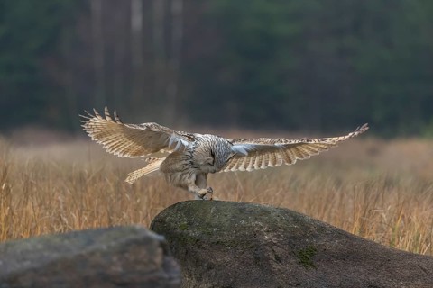 One Siberian Eagle Owl (Bubo bubo sibiricus) landing on a rock between tall reed grass lakeshore on