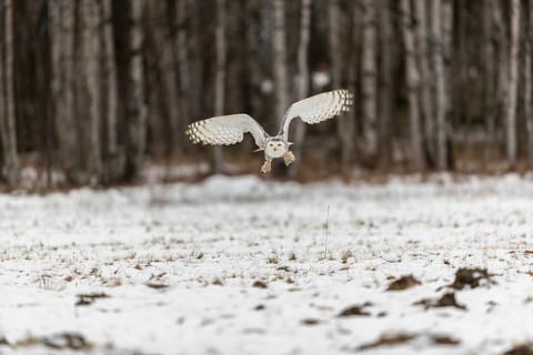 One snowy owl, Bubo scandiacus, Bubo scandiaca, Nyctea scandiaca flying over a snowy meadow with a