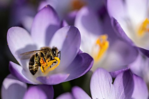 Elfin crocus (Crocus tommasinianus) with honey bee (Apis mellifera), Emsland, Lower Saxony,