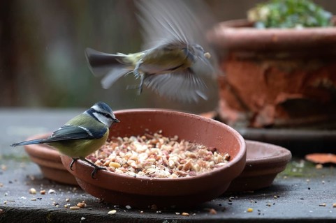 Blue tit (Cyanistes caeruleus) fetching food from a flower bowl, Bavaria, Germany, Europe