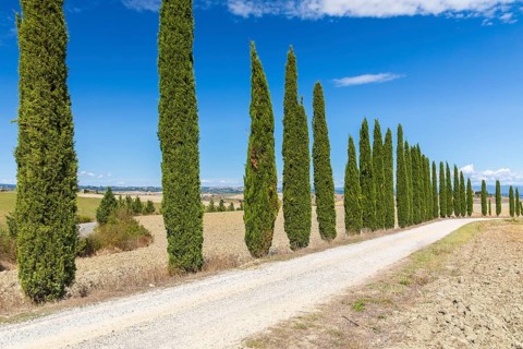 Long half avenue with columnar cypresses (Cupressus sempervirens) near Siena, Tuscany, Italy,