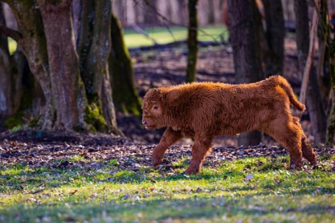 One Highland calf (Bos (primigenius) taurus) runs over a meadow