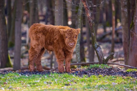 One Highland calf (Bos (primigenius) taurus) stands at a forest edge