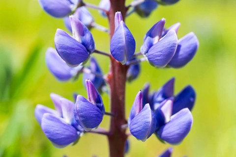 Narrow-leaved lupin (Lupinus polyphyllus) blooms in blue, close-up of the inflorescence