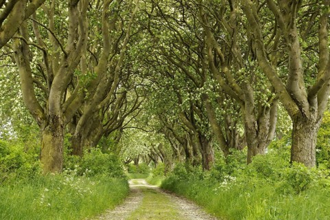 The avenue of rowan, (Sorbus), Swedish whitebeam in Thuringia