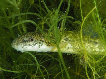 Common loach (Barbatula barbatula) hiding in dense underwater plants, Wildsau dive site, Berlingen,