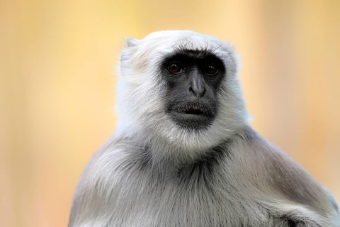 Northern plains gray langur (Semnopithecus entellus), adult, portrait, alert