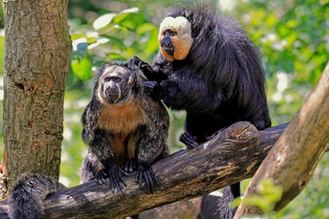 White-headed saki (Pithecia pithecia), adult, on tree, pair, male, female, fur care, social