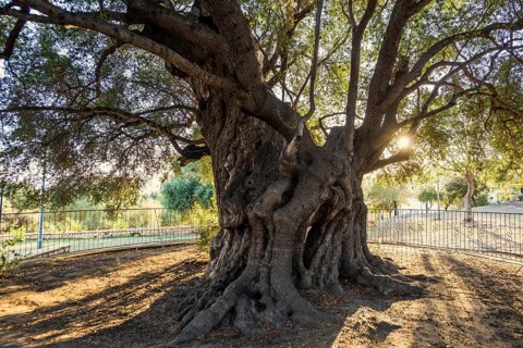 Ancient 1000-year-old olive tree, Santa Maria Navarrese, Gulf of Orosei National Park, Baunei,