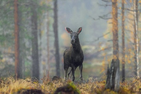Moose, elk (Alces alces) young bull, male in the rain with small blood red antlers after shedding