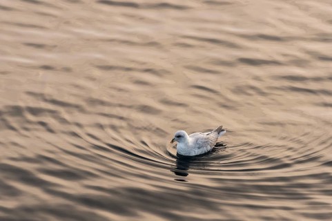 Northern fulmar (Fulmaris glacialis) swimming on the sea, Barents Sea, Northeast Iceland, Svalbard