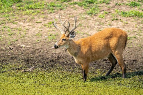 Pampas deer (Ozotoceros bezoarticus), standing in an overgrown pond, South Pantanal, Corumbá,