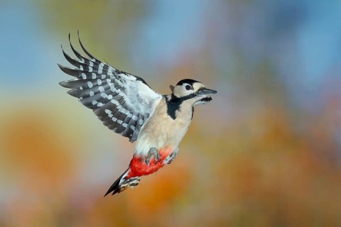 Great spotted woodpecker (Dendrocopus major), in flight, wildlife, woodpeckers, nature photography,