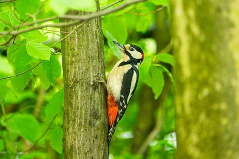 Great spotted woodpecker (Dendrocopos major) sitting on a branch, Bavaria, Germany, Europ, Europe