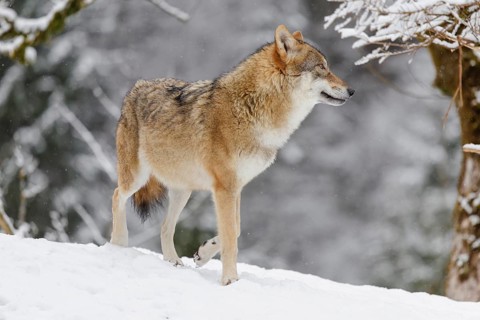 An adult female grey wolf (Canis lupus lupus) stands on a sloping, snow-covered meadow on a cold,