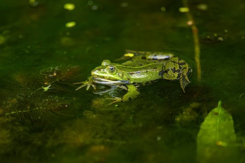 Edible frog (Pelophylax esculentus) in a little lake in the water, Bavaria, Germany, Europe