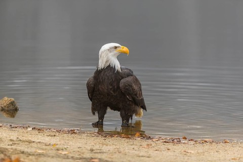 One Bald Eagle, Haliaeetus leucocephalus, standing in the shallow water ashore a small pond on a