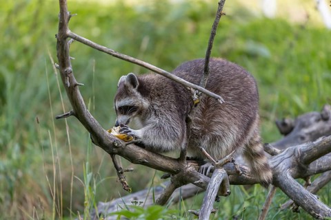 One Raccoon, procyon lotor, climbing on branches of a fallen tree and feeding on a found banana