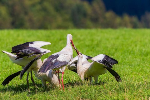 A white stork (Ciconia ciconia) family on a green meadow. One adult stork feeds a young