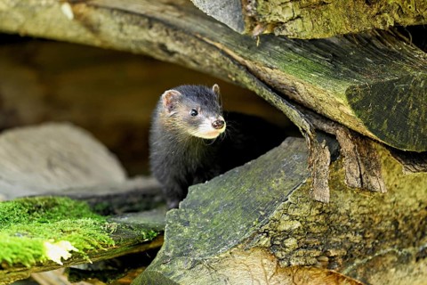 European polecat (Mustela putorius) or forest polecat, standing on woodpile, captive, Switzerland,