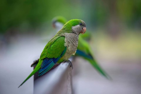 Free-living monk parakeets (Myiopsitta monachus) in a park in Buenos Aires, Argentina, South