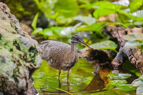 A sunbittern (Eurypyga helias) walks through a shallow creek in a forest searching for food