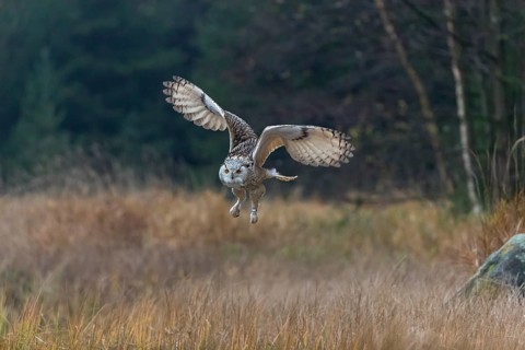 One Siberian Eagle Owl (Bubo bubo sibiricus) flying over tall reed grass lakeshore on an autumnal